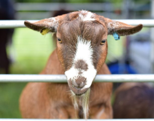 Inquisitive goat!