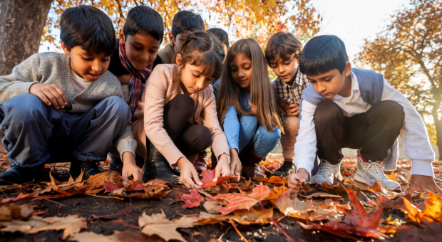 A group of children looking at autumn leaves, inspectin them closely